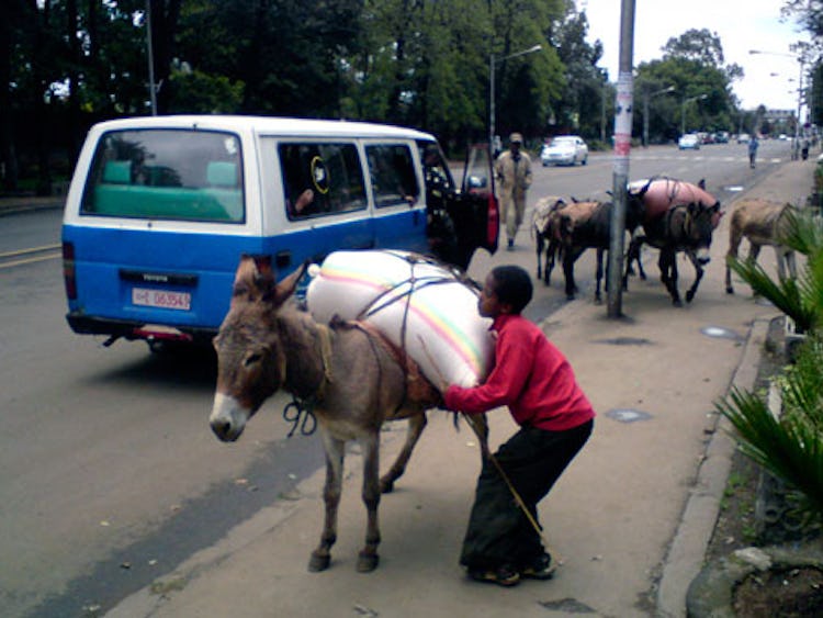 Traditionella lastdjur är ingen ovanlig syn i Etiopiens huvudstad Addis Abeba.