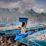 Många burmesiska barn jobbar i fabriken där fisken torkas i Phuket.