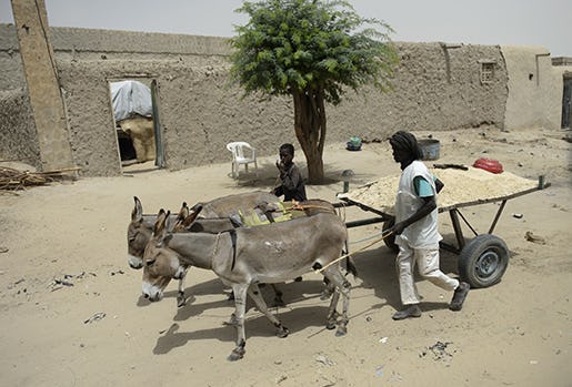 Folkliv i Timbuktu. Foto: Henrik Montgomery / TT