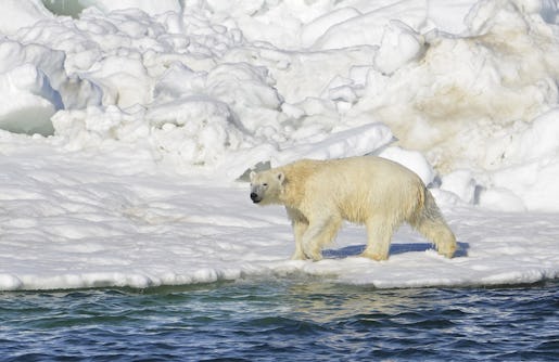 In this June 15, 2014 photo, a polar bear dries off after taking a swim in the Chukchi Sea in Alaska. A paper published Wednesday, April 1, 2015 says polar bears forced onto land because of melting ice are unlikely to find enough food to replace their diet of seals. (AP Photo/U.S. Geological Survey, Brian Battaile)