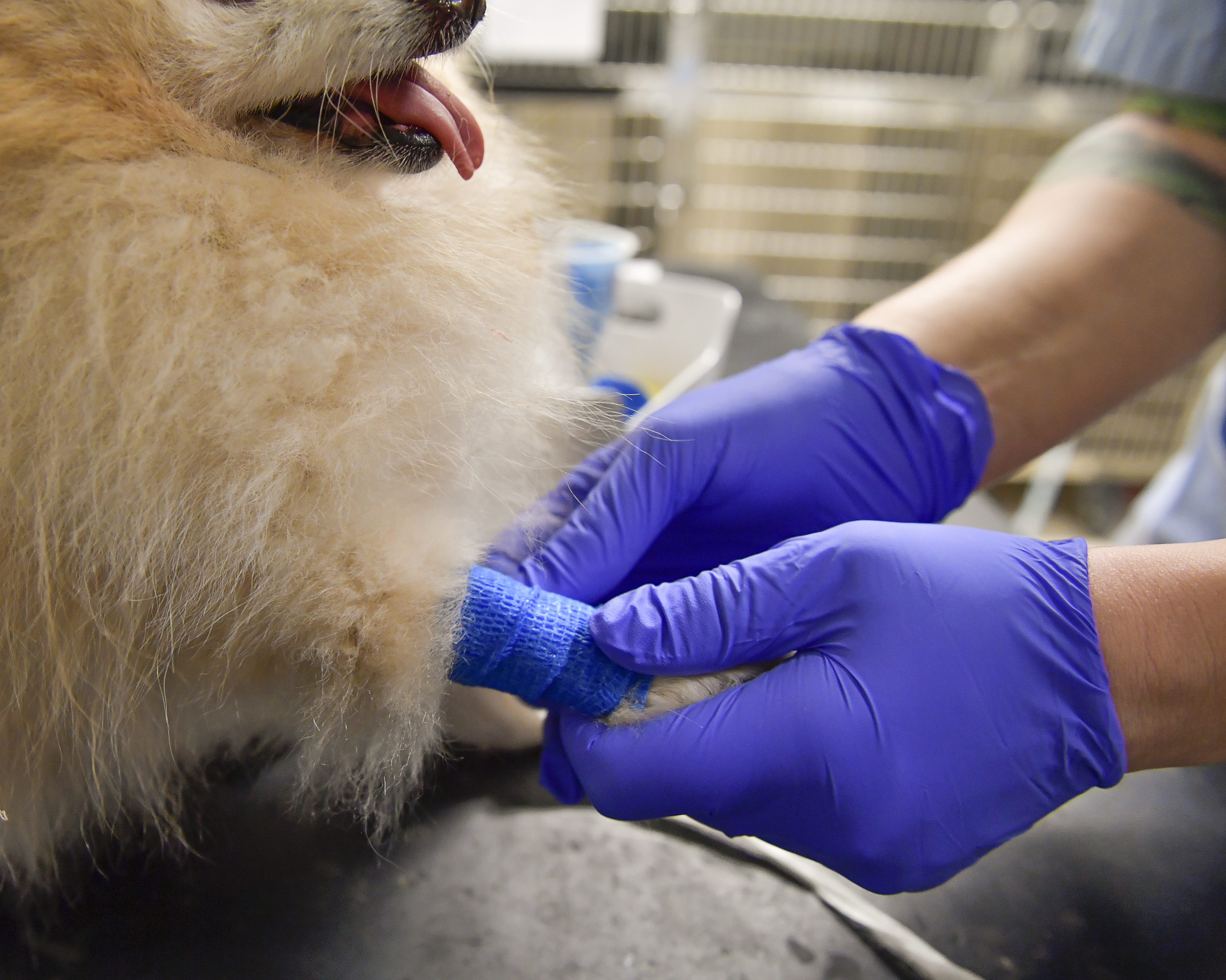 Små djur en stor utmaning för veterinären u2013 Arbetet