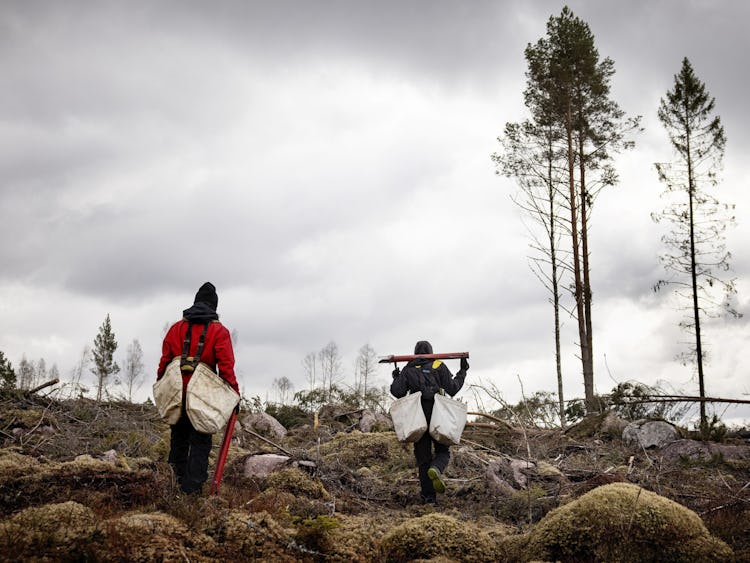 Skogsarbetare jobbar med att sätta träd