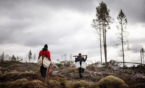 Skogsarbetare jobbar med att sätta träd