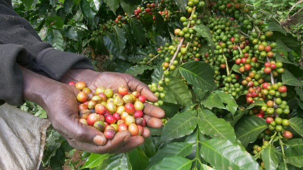 En kvinna visar upp kaffebönor i Malawi.