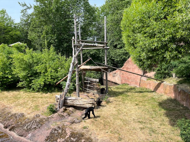 Schimpanser Furuvik apa