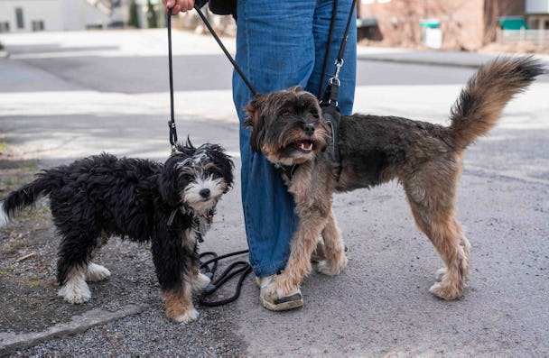 En person i jeans håller i kopplen till två hundar på en trottoar; en liten lurvig svartvit hund och en större brunsvart hund.