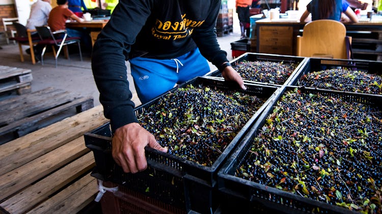 En person sorterar genom brickor med flerfärgade oliver på en livlig utomhusmarknad.