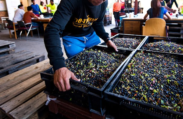En person sorterar genom brickor med flerfärgade oliver på en livlig utomhusmarknad.