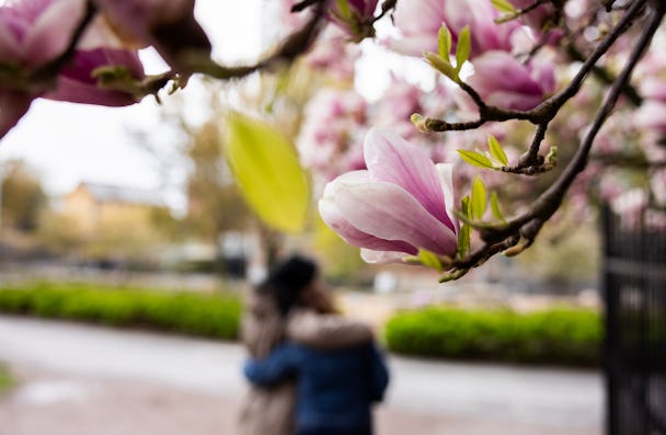 Närbild av en rosa magnoliablomma, med två personer som kramas i den suddiga bakgrunden i en park.