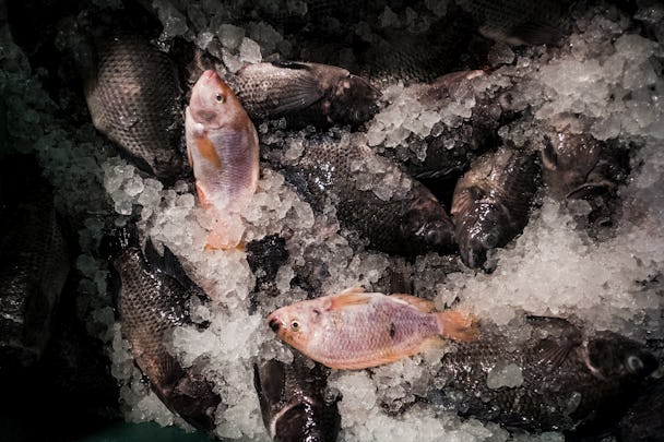 Företaget Scandinavian Aquasystems bedriver fiskuppfödning i bassänger på lantbruk (arkivbild).