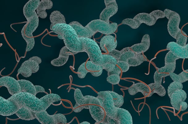 Campylobacter bakterie