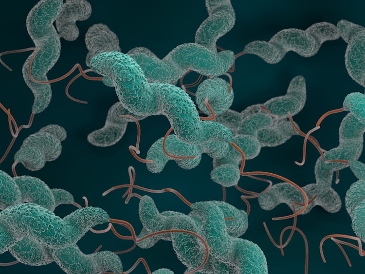 Campylobacter bakterie