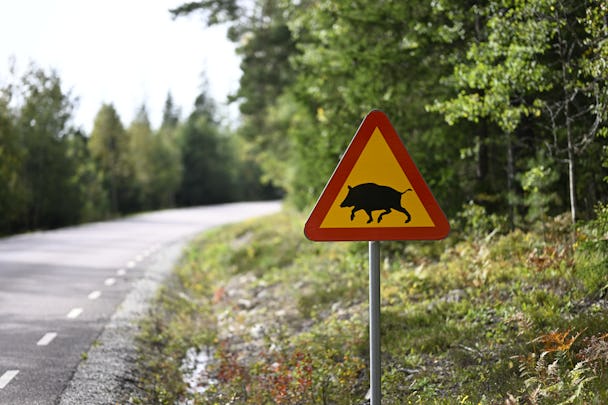 Bild på en varningsskylt för vildsvin på Ängelsbergsvägen utanför i Fagersta där ett av de döda vildsvinen med afrikansk svinpest hittats död.