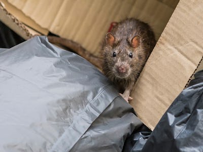 Bild på en råtta bland sopsäckar.