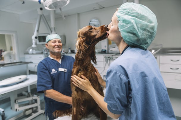 En hund slickar en kvinnlig veterinär i ansiktet medan en djursjukskötare tittar på. Båda bär kirurgmössor och arbetsdräkter.