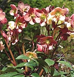 Helleborus x ericsmithii Silvermoon