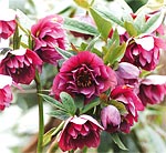 Helleborus x hybridus Double red