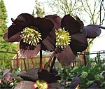 Helleborus x hybridus Black