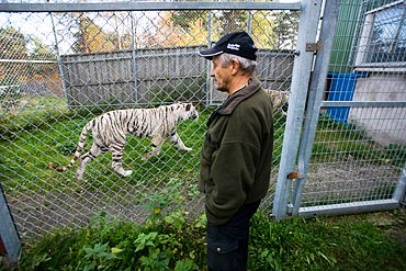 Bengt Eriksson har skött många olika djur under sina 30 år, men det största förändringen kom med tigrarna. ”Då handlade allt helt plötsligt om att skaffa fram kött, jag har fått stå många timmar och slakta.”