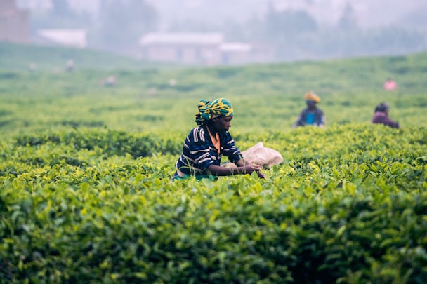 Arbetare på teplantage i Rwanda.