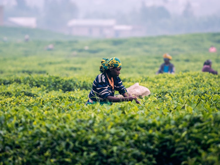 Arbetare på teplantage i Rwanda.