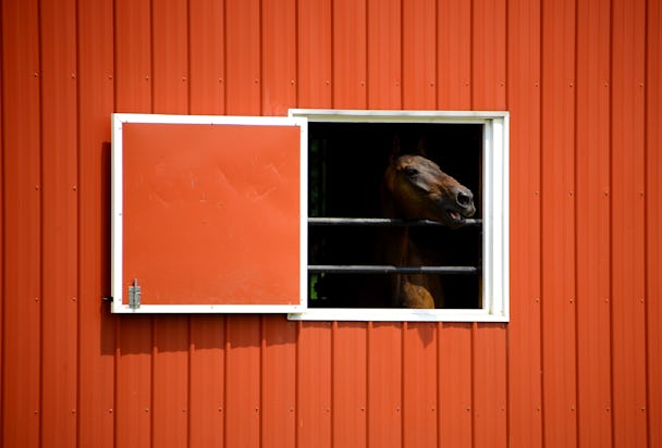 Häst i stall.