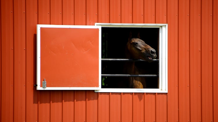 Häst i stall.