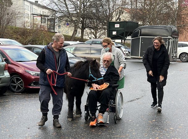 Äntligen! Stor glädje när Harry Potter kommit fram till Fruängsgården. Anders Hornelius leder medan Göran Stridlund matar honom med morötter. Tanja Kinnari kör rullstolen och Ulrika Dufwa tar på sig jackan efter att ha kört hästtrailern från Uppsala.