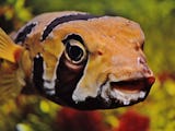 En orange-svart randig fisk i ett akvarium