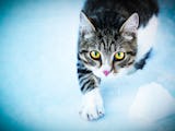 En vit-och qråspräcklig katt med intensivt gula ögon kommer tassande i snön.