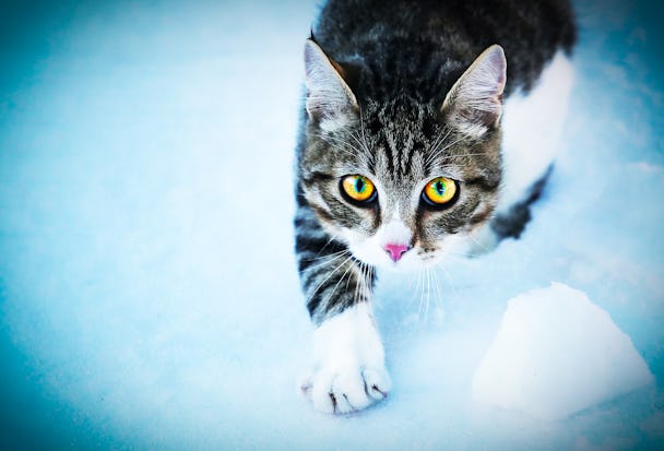 En vit-och qråspräcklig katt med intensivt gula ögon kommer tassande i snön.