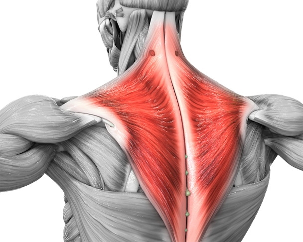 Illustrerad bild på musklerna på en människa, med trapezius rödmarkerad.