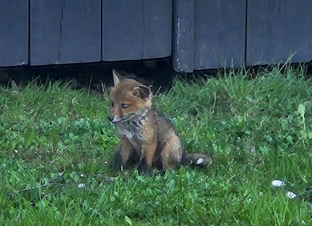 En liten räv med rödbrun päls sitter på grön gräsmatta framför en trädstruktur.
