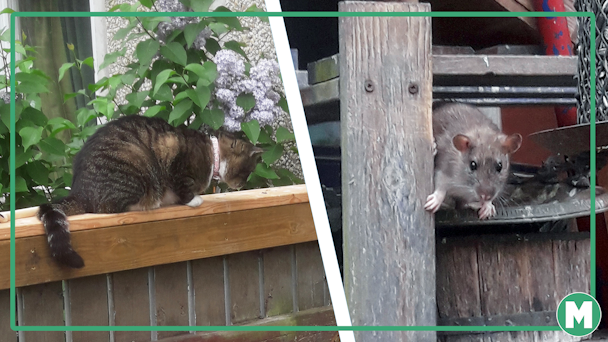 Ett bildmontage med en katt som ligger på ett balkongräcke, och en mus som sitter i en hylla