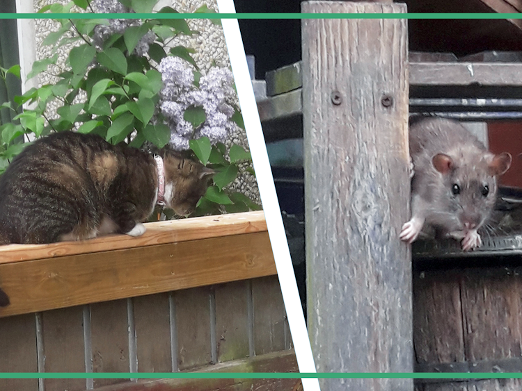 Ett bildmontage med en katt som ligger på ett balkongräcke, och en mus som sitter i en hylla