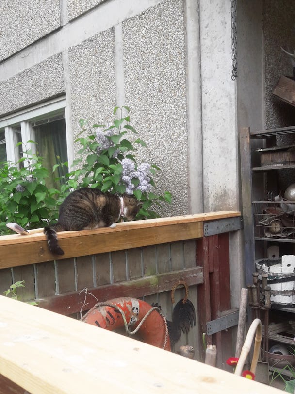 En katt som sitter på ett balkongräcke